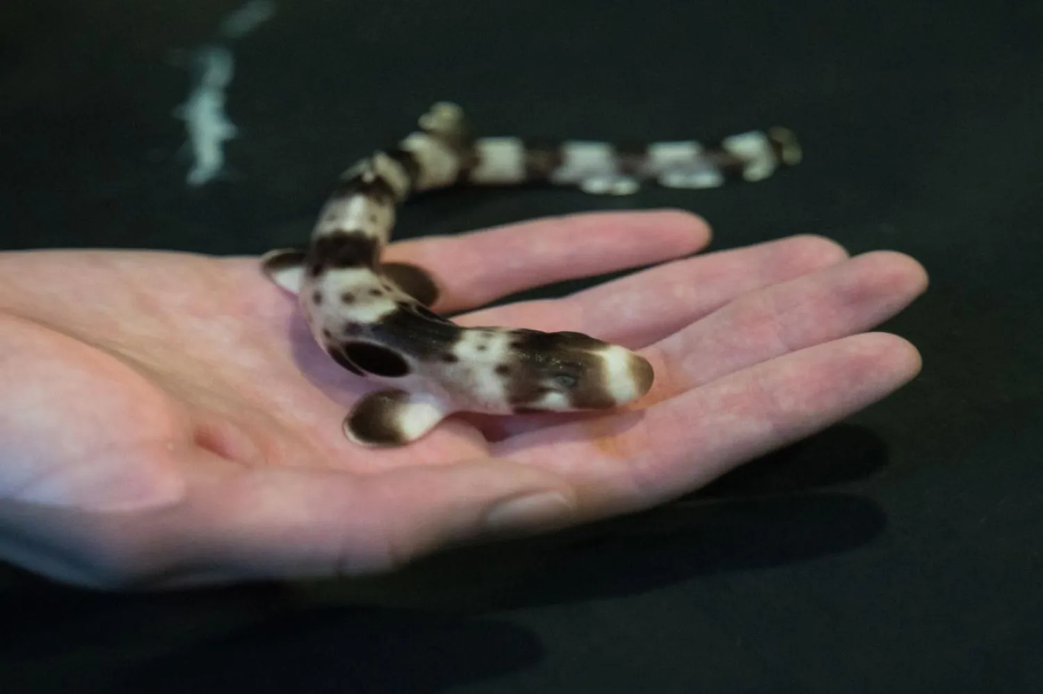 Büyük Mercan Resifi bin 500’den fazla balık türüne ev sahipliği yapıyor (James Cook Üniversitesi / Emily Moothart)