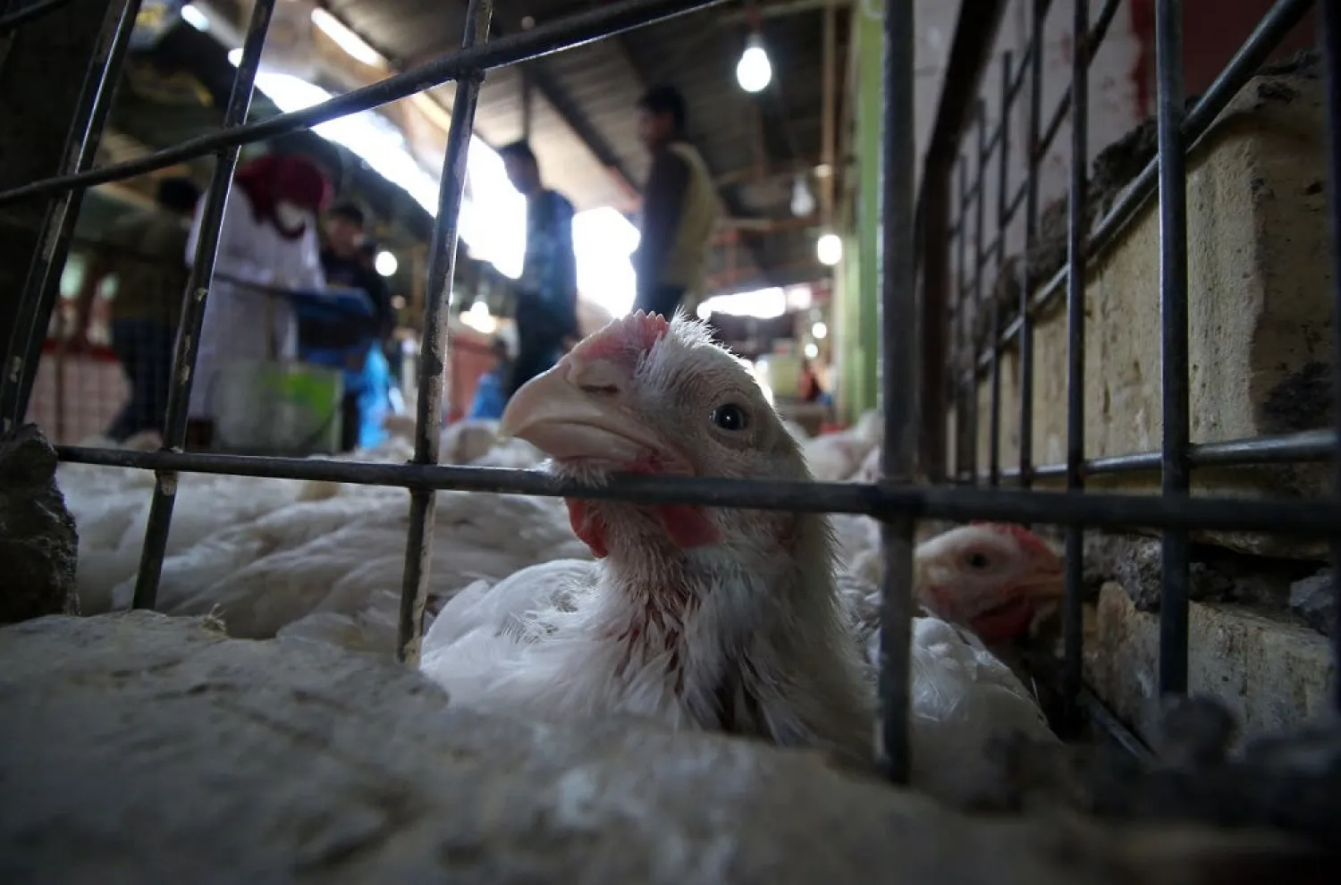 A file photo shows Iraqi vets check chickens at a market in the southern port city of Basra on February 25, 2016. (AFP)