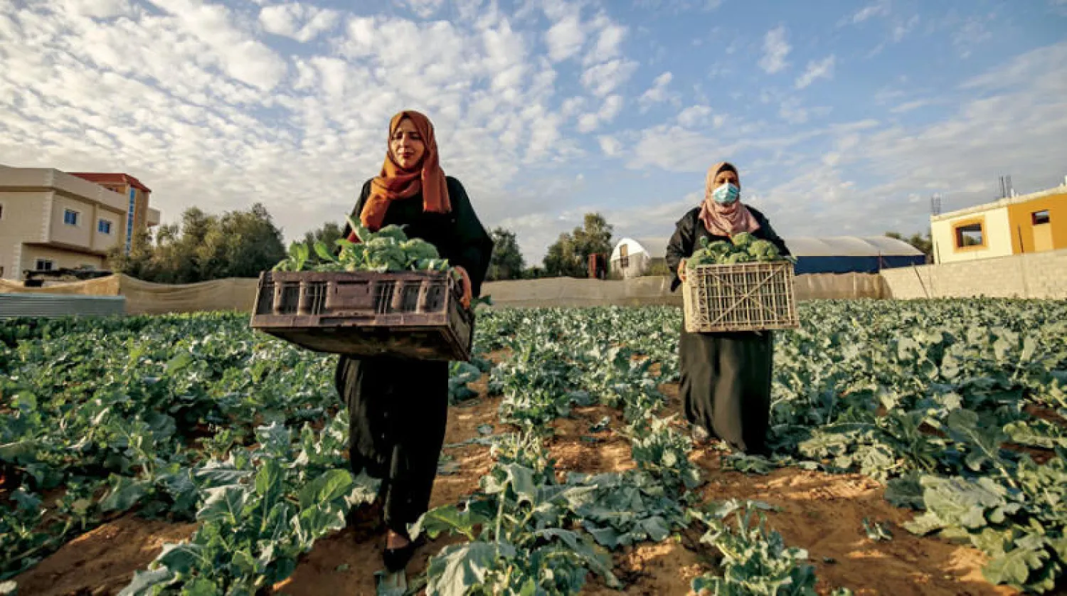 إنتاج الخضروات في مزارع بخان يونس جنوب قطاع غزة (أ.ف.ب)