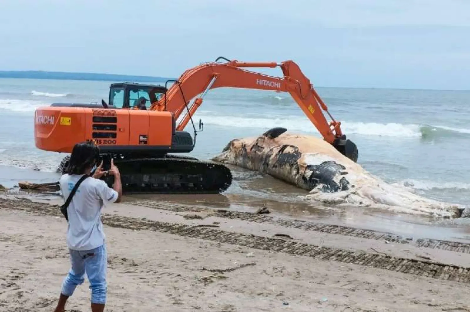 An excavator hauls the whale carcass to shore to be buried beneath the beach in Bali | AFP