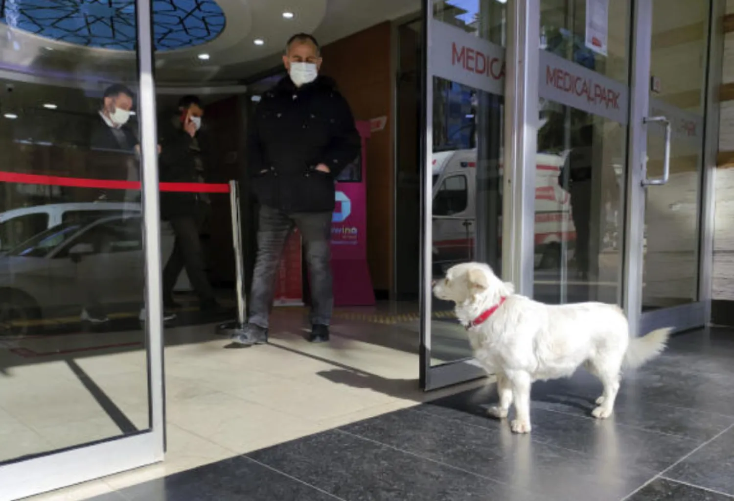 Devoted dog Boncuk looks for his owner, Cemal Senturk, at the entrance of a medical care facility in the Black Sea city of Trabzon, Turkey, Tuesday, Jan. 19, 2021. (DHA via AP)