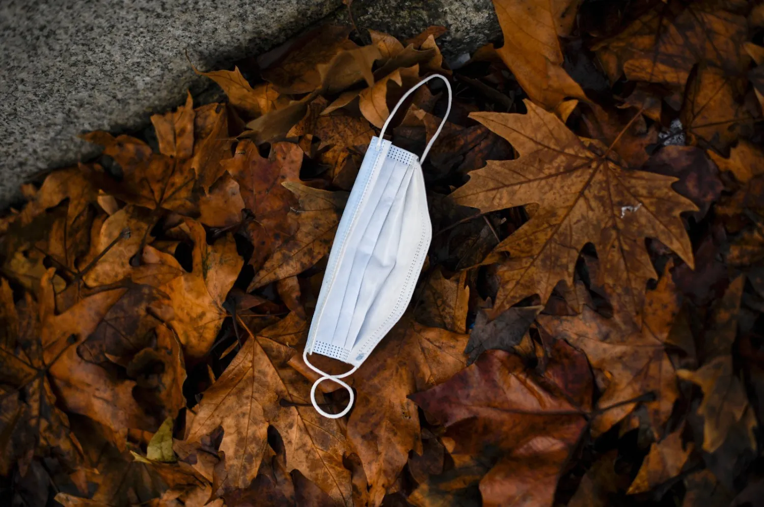 A disposable face mask lies on leaves on Westminster Bridge, in
London, Tuesday, Dec. 15, 2020. (AP Photo)