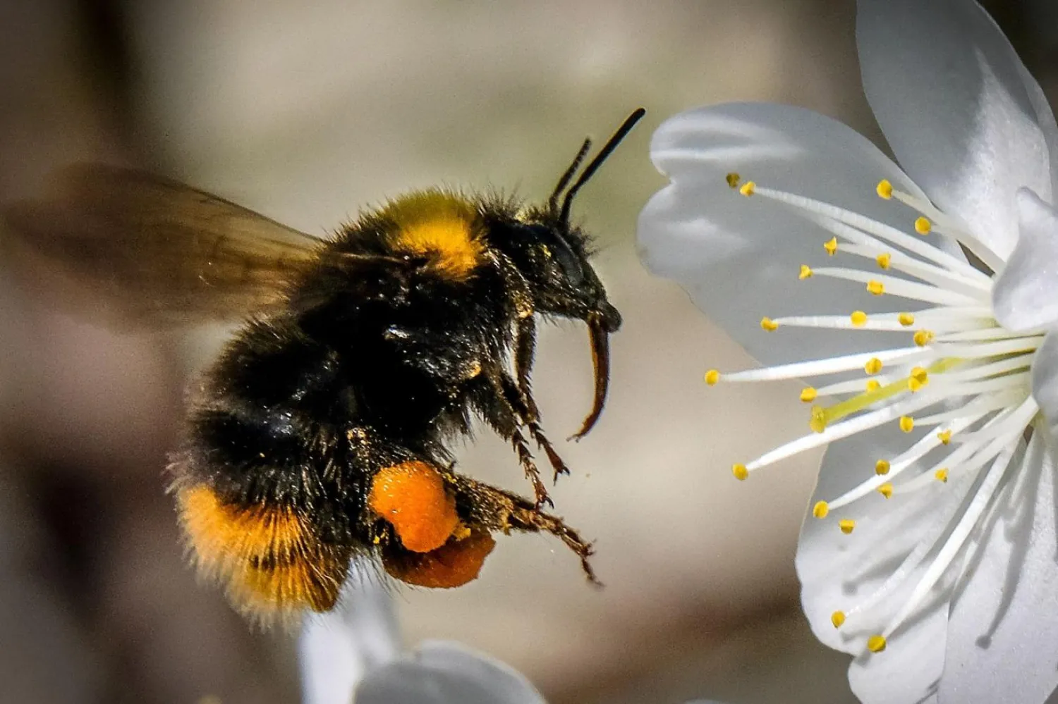 Neonikotinoid Avrupa Birliği'nde yasaklı (AFP)