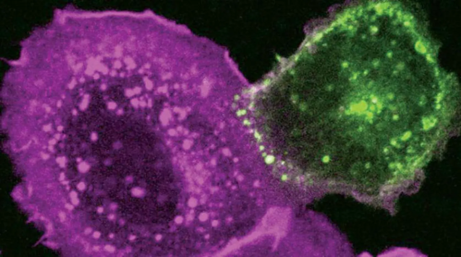 Kolesterolün düşüşü, koronavirüsün hücreleri istila etme yeteneğini azaltıyor