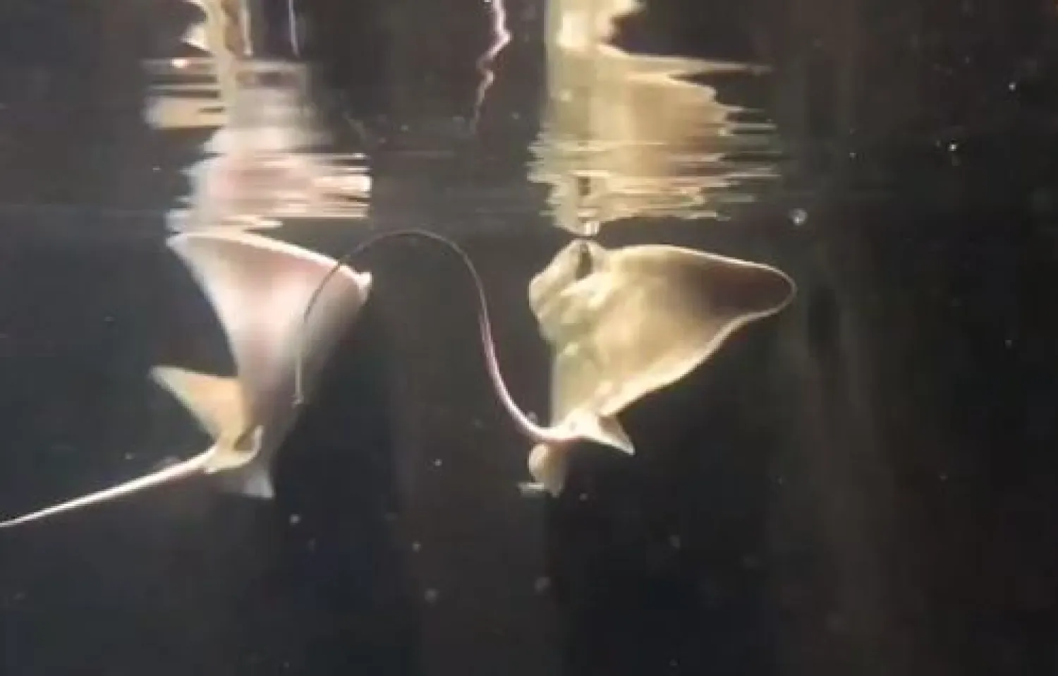 Bilim insanlarını şaşırtan doğum: İki senedir akvaryumda erkek yoktu