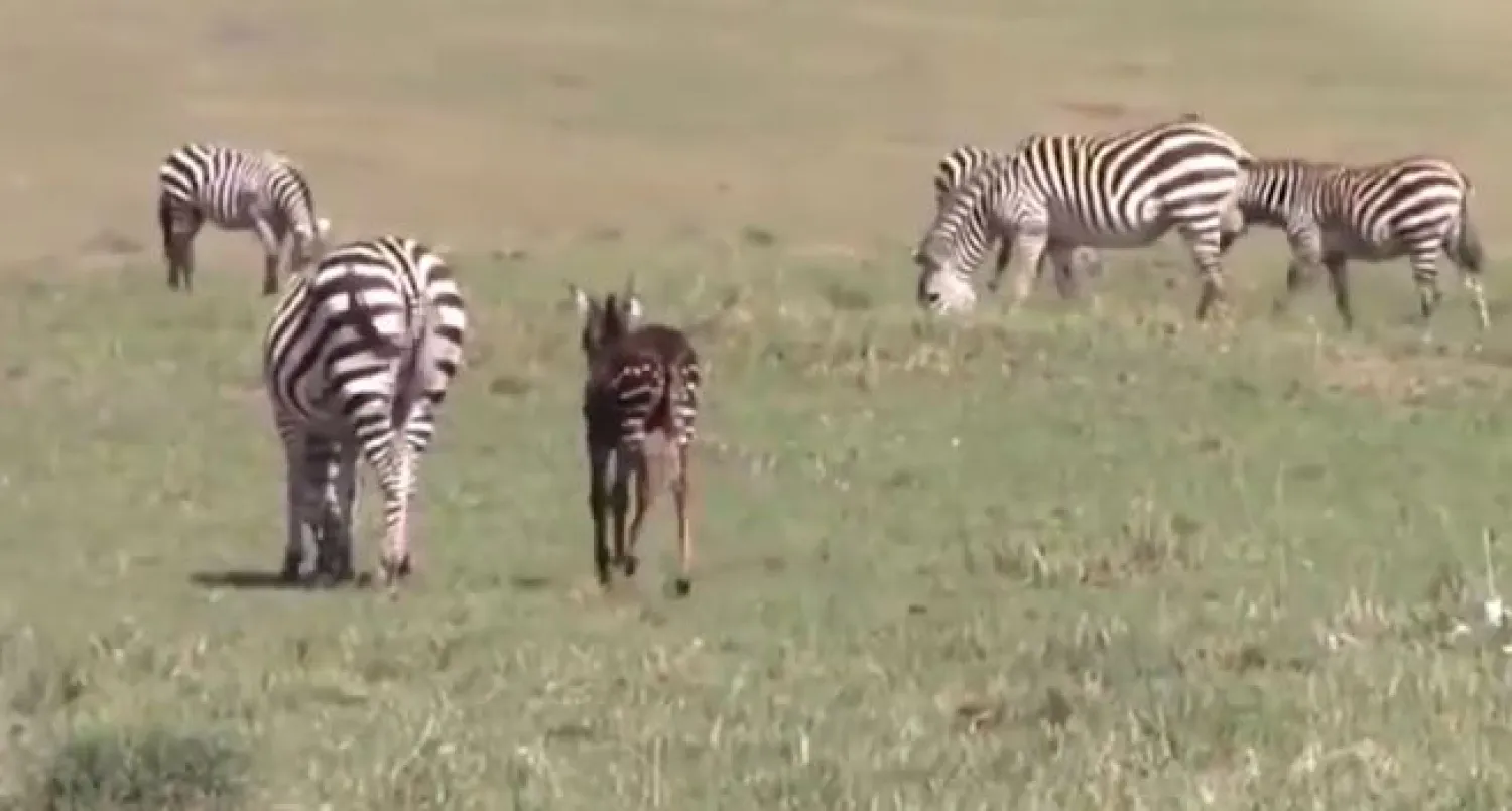 Sıradışı zebraların güzelliği, "akraba evliliğinin" yan etkilerinden yalnızca biriymiş
