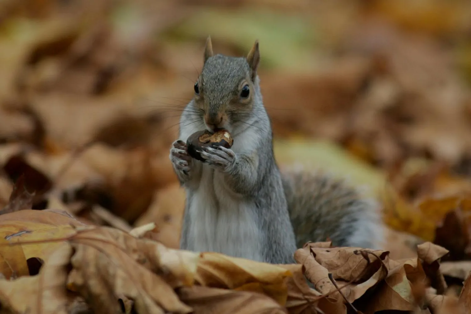 Amerika kıtasına özgü gri sincaplar, Avrupa'nın yerli sincap türlerinin soyunu tehlikeye atıyor (AP)