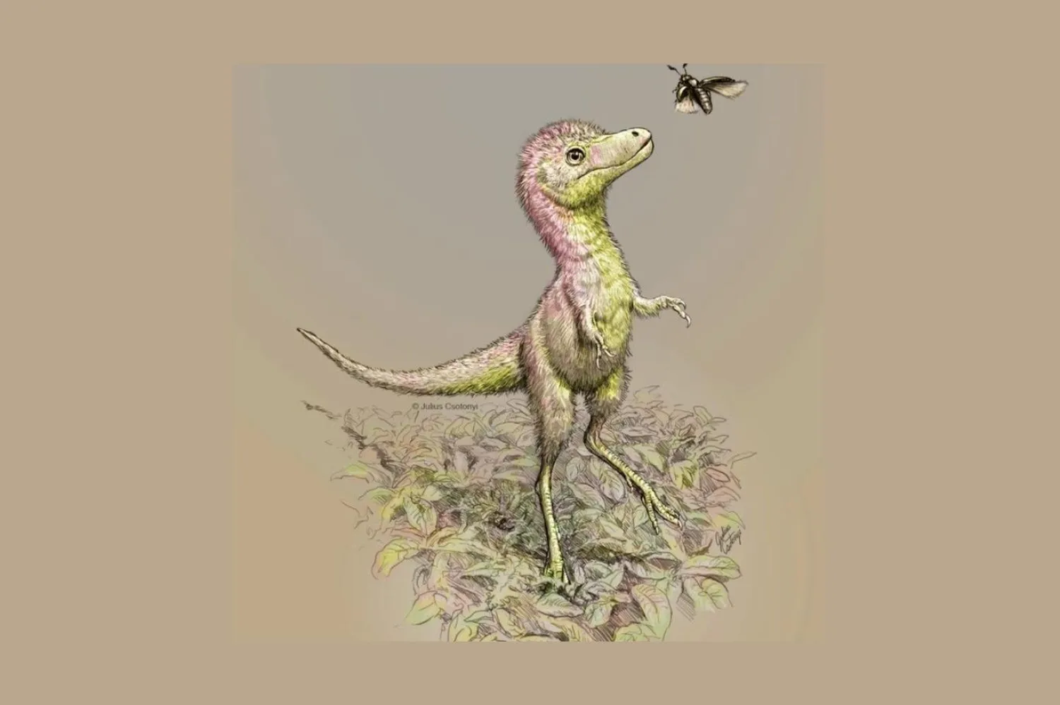 Tiranozorların 70 milyon yıldan daha uzun zaman önce yaşadığı düşünülüyor (Julius Csotonyi)