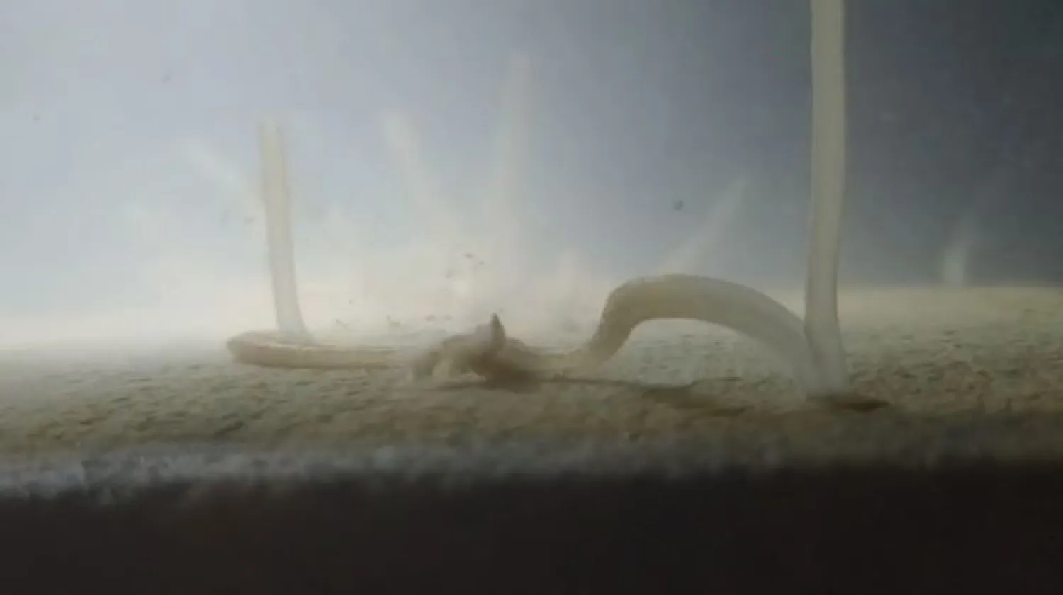 Gemi kurtlarının sıradışı cinsel yaşamı ilk kez gözlemlendi