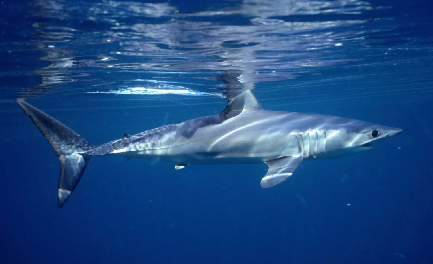 This undated photo provided by Dr. Greg Skomal in January 2021 shows a shortfin mako shark. (AP)