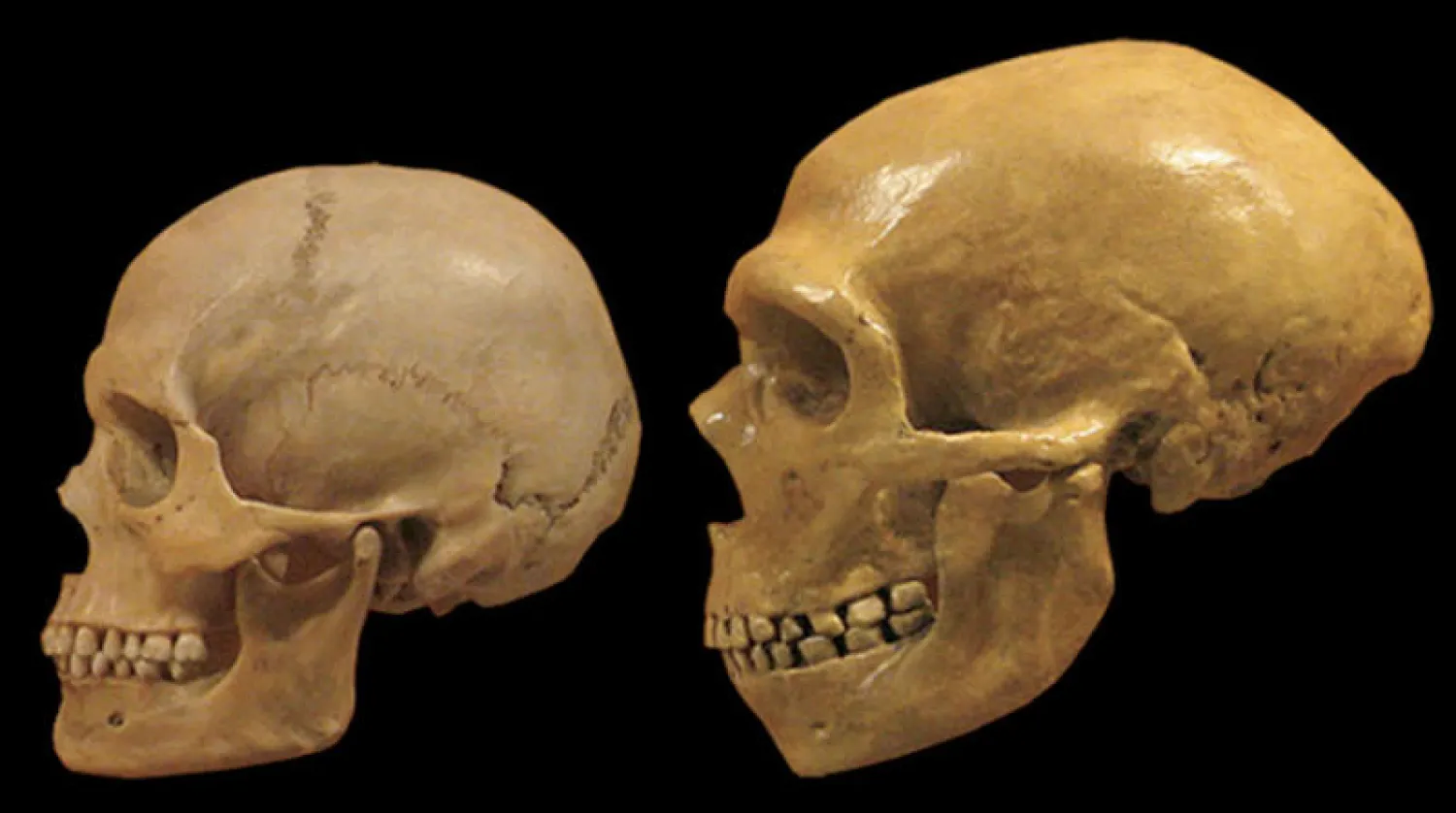 مقارنة بين جمجمتي الإنسان الحديث والنياندرتال من متحف كليفلاند للتاريخ الطبيعي