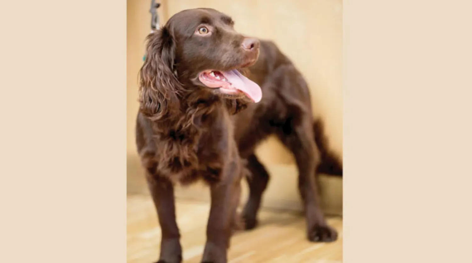 كلب ألماني قادر على اكتشاف «كورونا» من عينات للعاب البشر في عيادة بيطرية بجامعة هانوفر (رويترز)