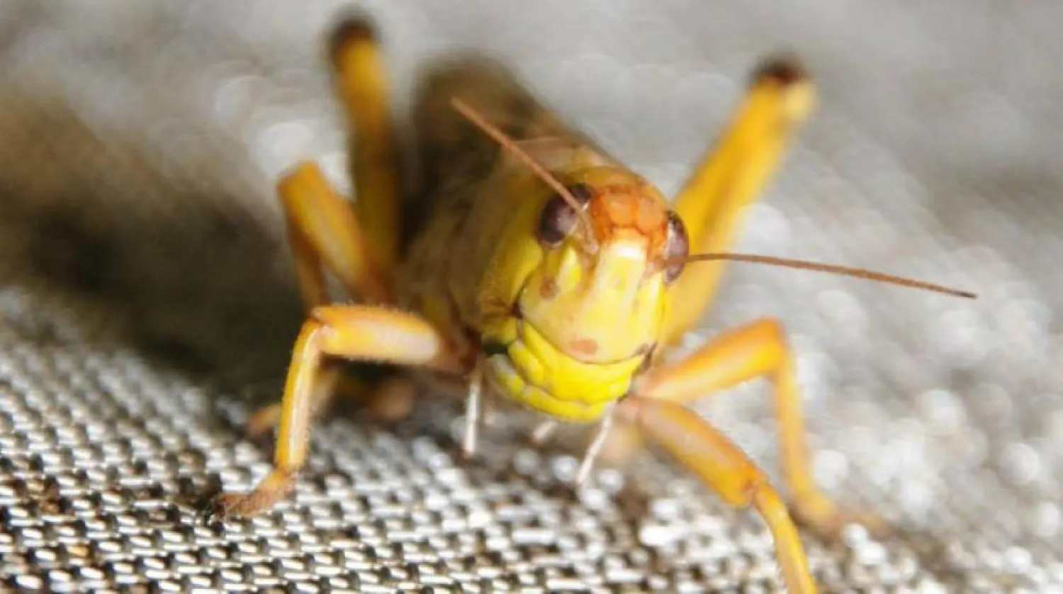 Somali'de çekirge istilası OHAL ilan ettirdi