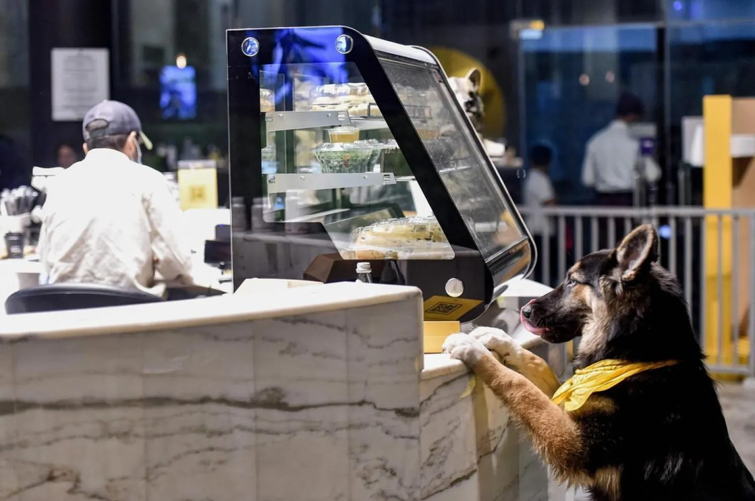 A German shepherd leaps to look at snacks along a counter. AP file photo