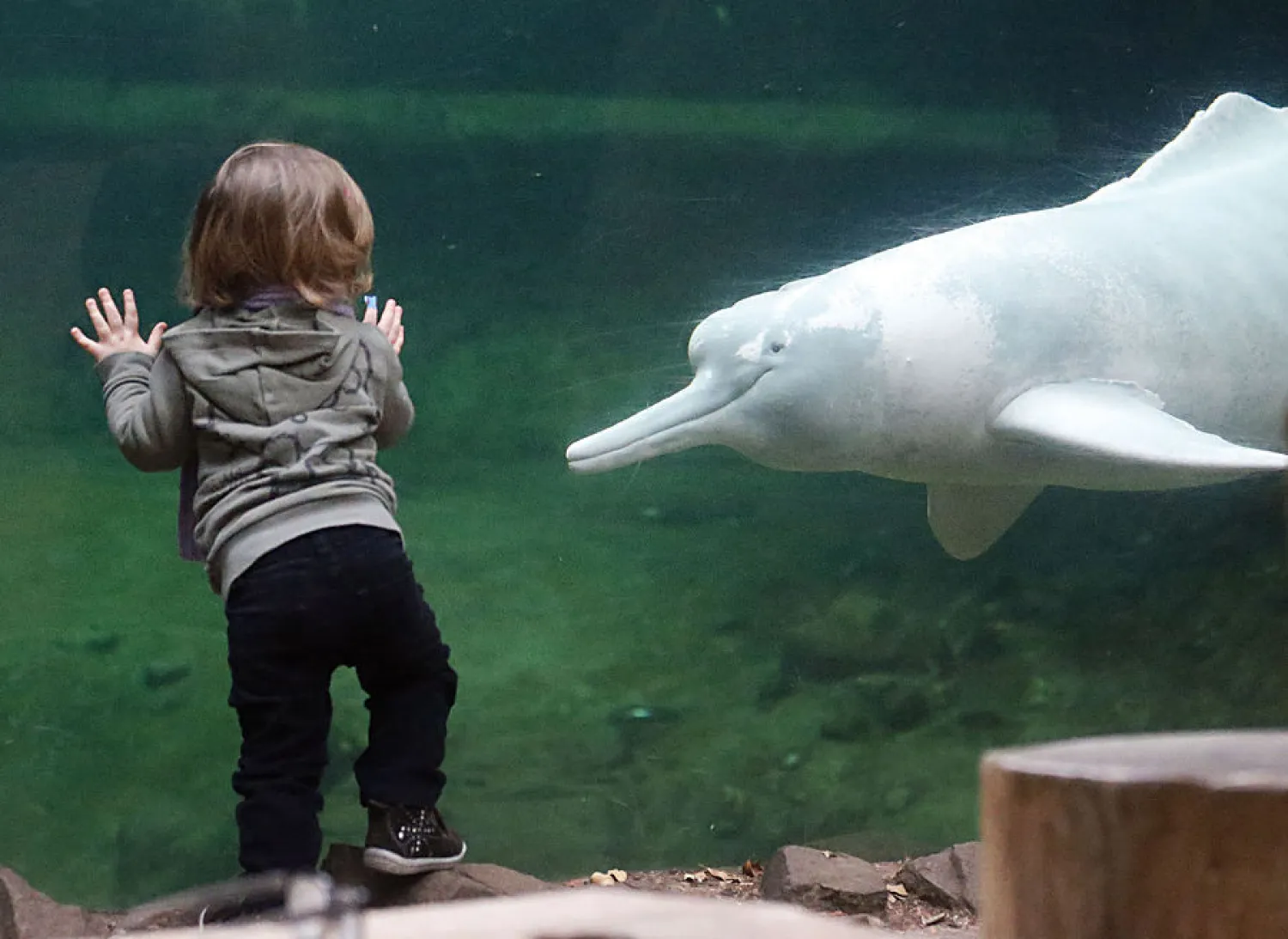 A young girl watches a river dolphin swimming by at the aquarium of the Zoo in Duisburg, Germany, Wednesday, Jan. 14, 2015. (AP Photo/Frank Augstein)
