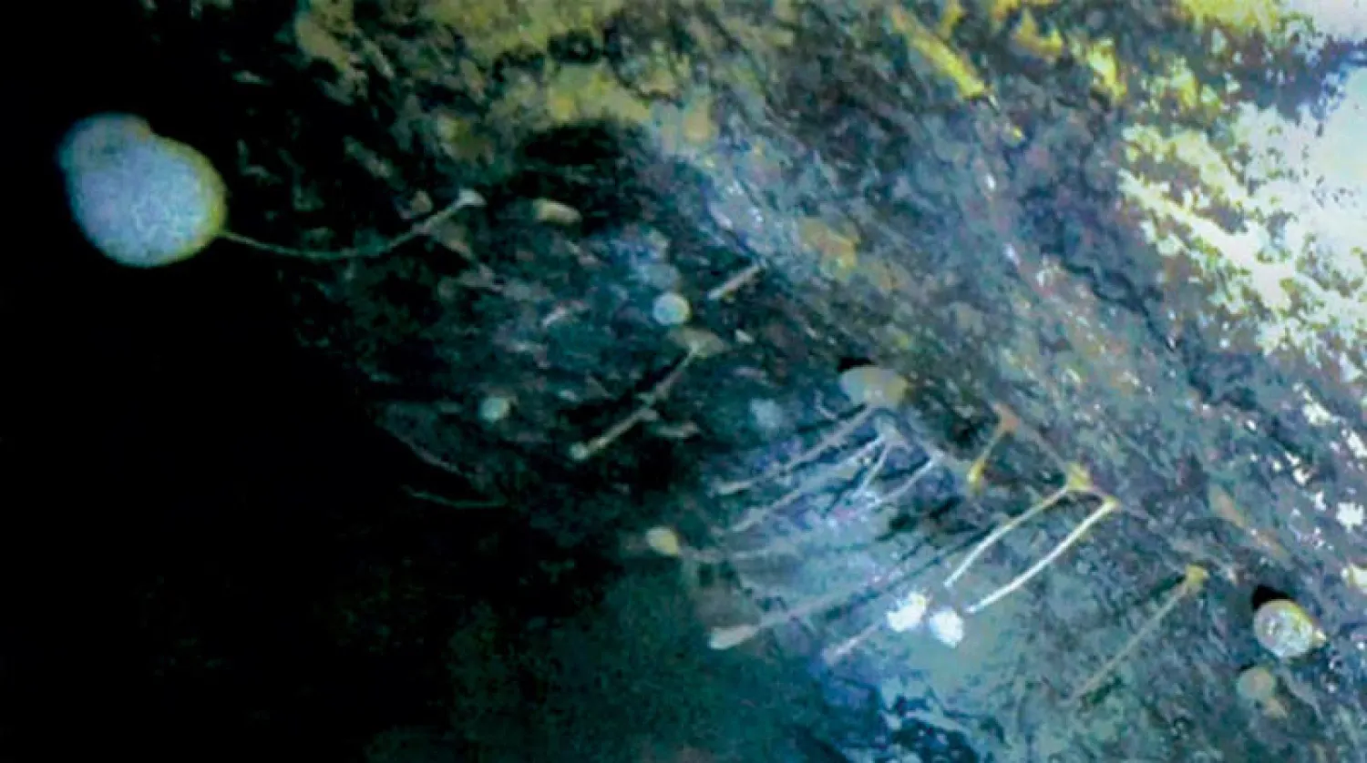 باحثون في القطب الجنوبي وجدوا حياة في أعماق البحار (برامج المملكة المتحدة للبحوث والابتكار)