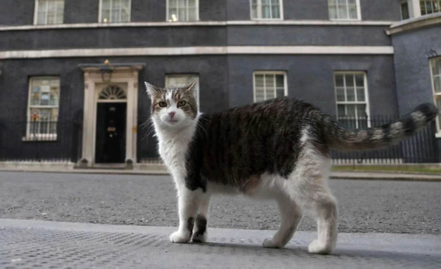 uk-s-chief-mouser-celebrates-10-years-on-the-prowl
