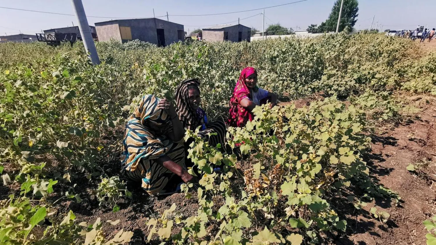 Ethiopian women harvesting crops in the disputed border region of Al Fashqa, Sudan. | Photo: Reuters 