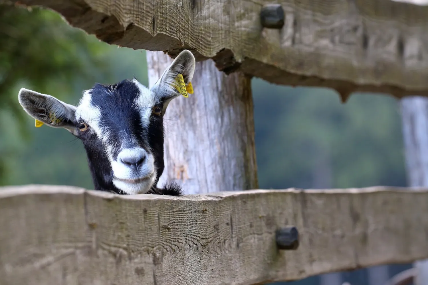 A Mochena goat is seen at the Ethiopian Agitu Idea Gudeta stable in Valle dei Mocheni near Trento, Italy (Reuters/Alessandro Bianchi)