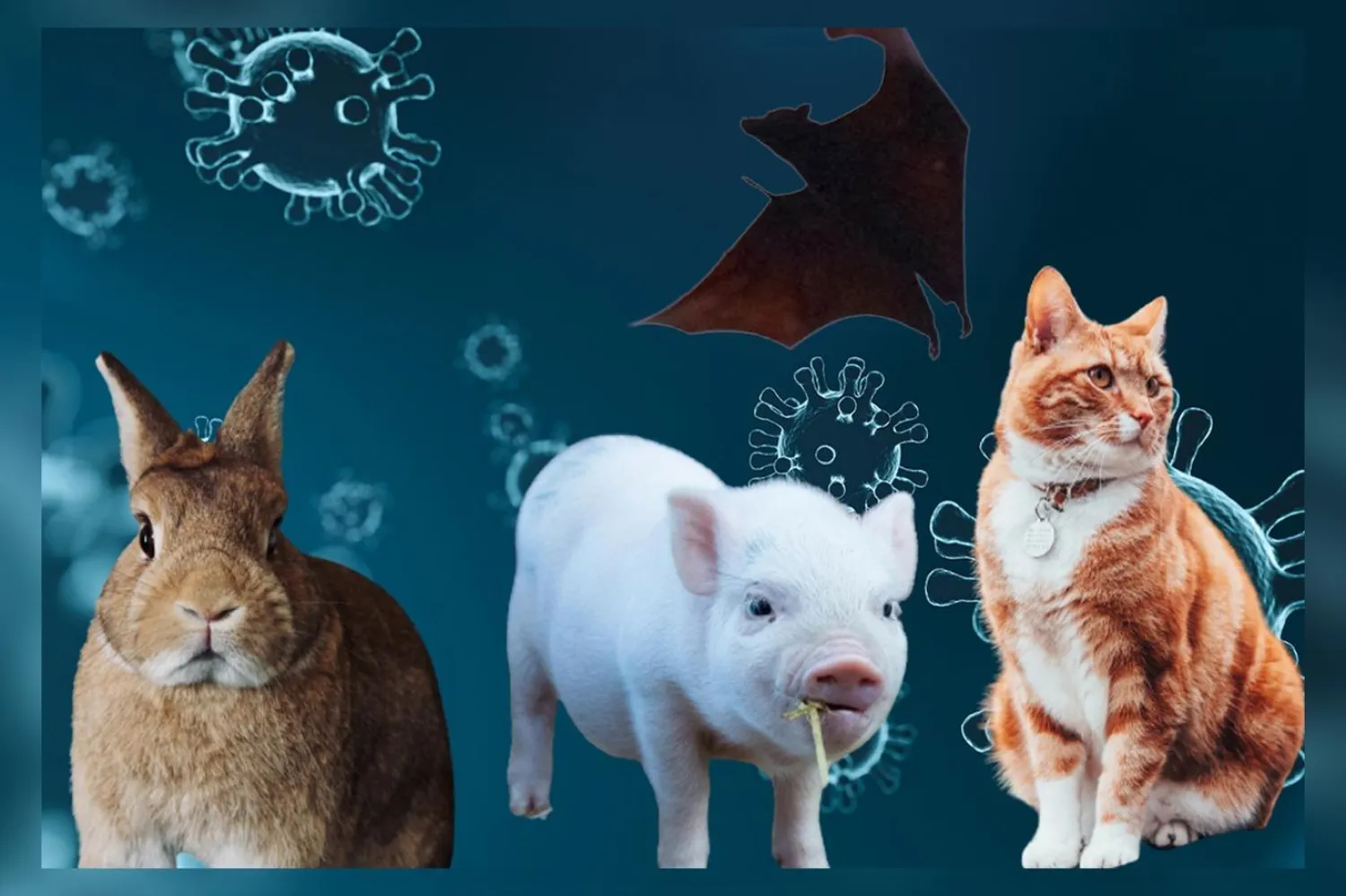 Risk taşıyan hayvanlar arasında kedi gibi evciller ve domuz gibi çiftlik hayvanları da yer aldı (Kolaj: Indpendent Türkçe)