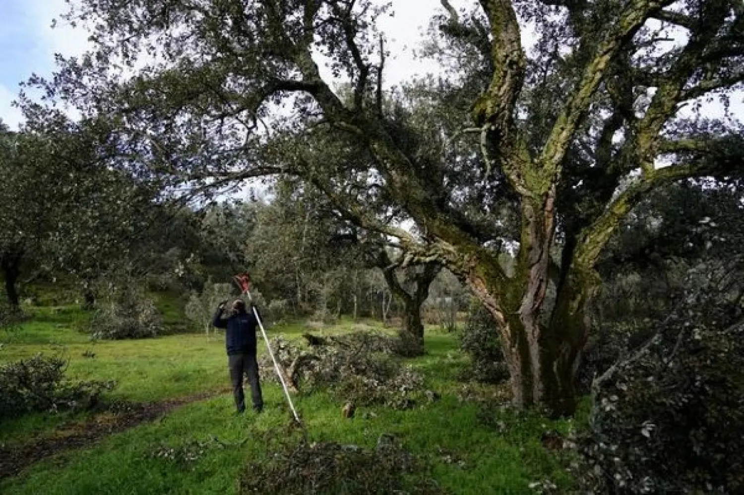 Francisco Molina, head of agroforestry department at Imidra, Madrid's rural, agroforestry and alimentation investigation institute, stands next to cork oak destroyed by the historic Filomena snowstorm in Las Rozas, Spain, February 10, 2021. REUTERS/Juan Medina