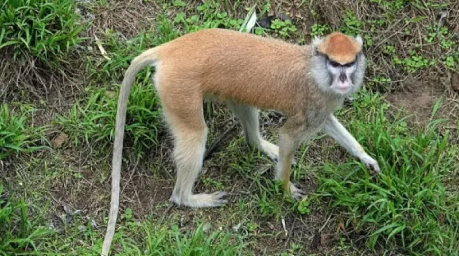 حيوانات قد تسبب وباء «كورونا» الجديد