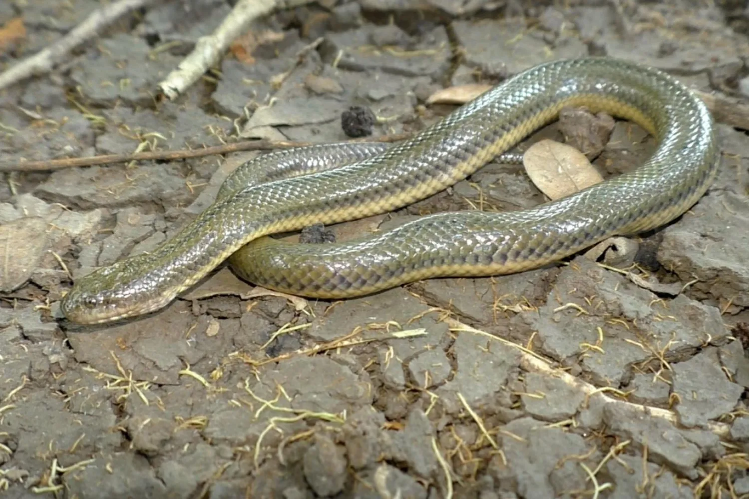 Araştırma ekibinden Gunther Köhler, şimdiye kadar 120’den fazla yeni amfibi ve sürüngen keşfetti (Gunther Köhler)