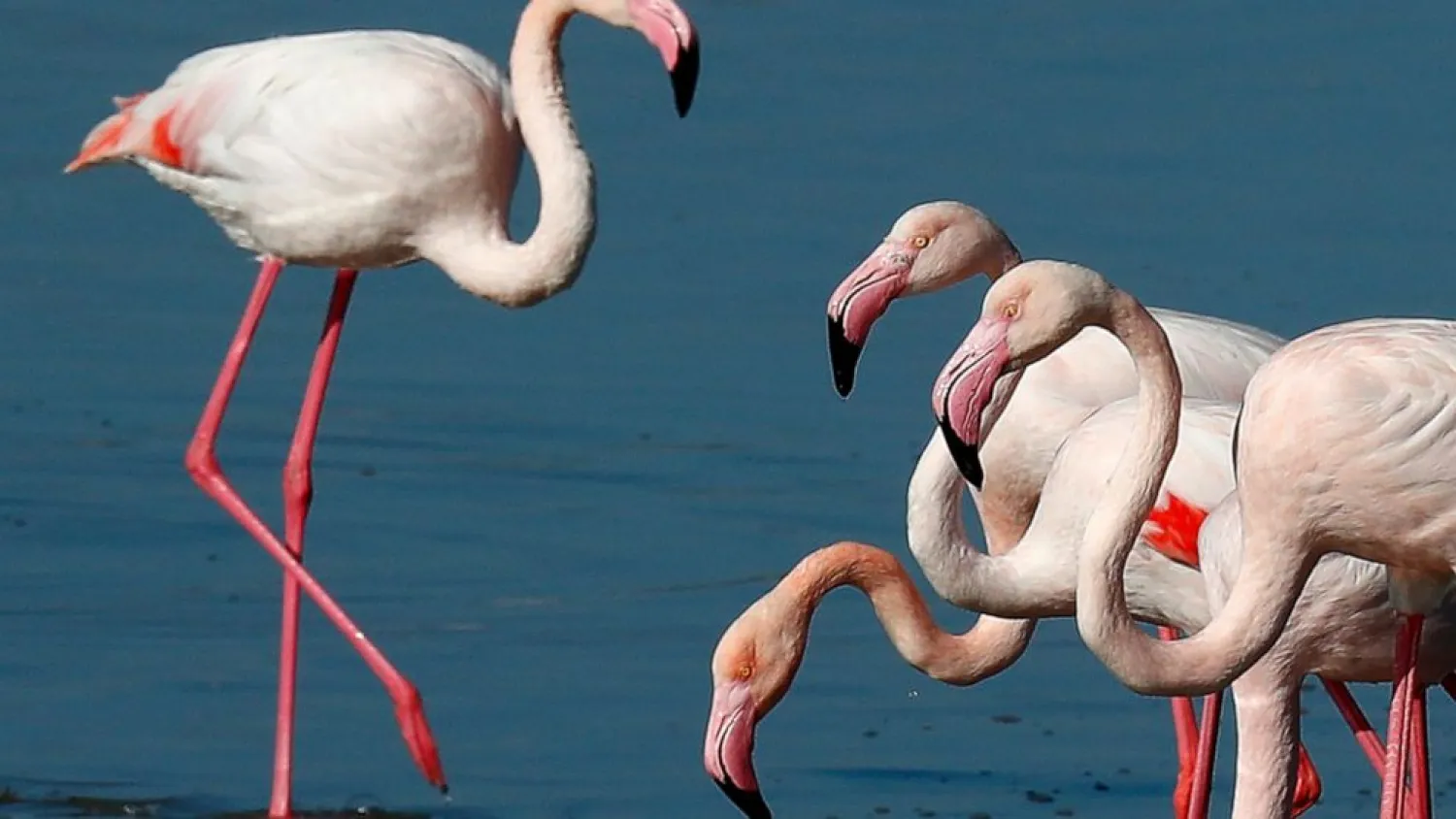 Flamingos at a salt lake in the southern coastal city of Larnaca, in the eastern Mediterranean island of Cyprus, Sunday, Jan. 31, 2021. Conservationists in Cyprus are urging authorities to expand a hunting ban throughout a coastal salt lake network amid concerns that migrating flamingos could potentially swallow lethal quantities of lead shotgun pellets. (AP Photo/Petros Karadjias)