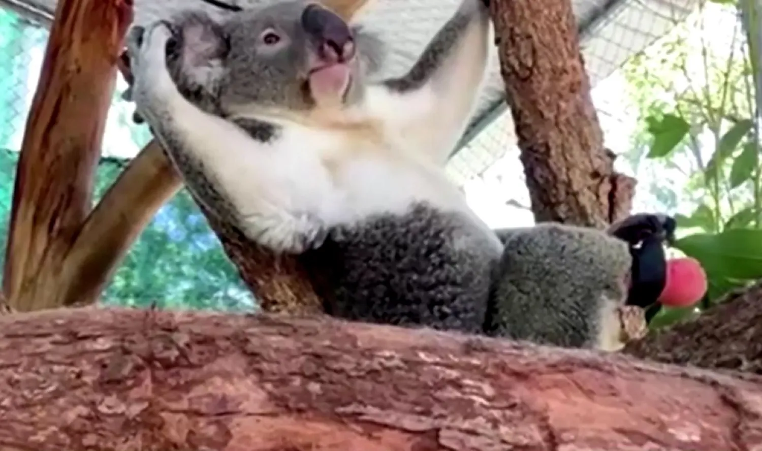 A koala with a prosthetic foot lies in a tree in Lismore, Australia February 22, 2021 in this still image taken from a video. (Reuters)