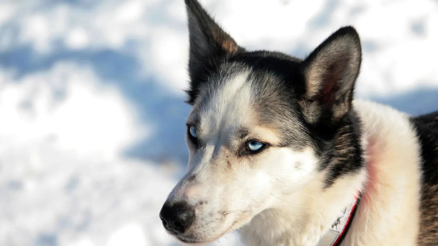The history of dogs has been intertwined with man since ancient times and studying canine DNA can provide a good timeline for human settlement | AFP 