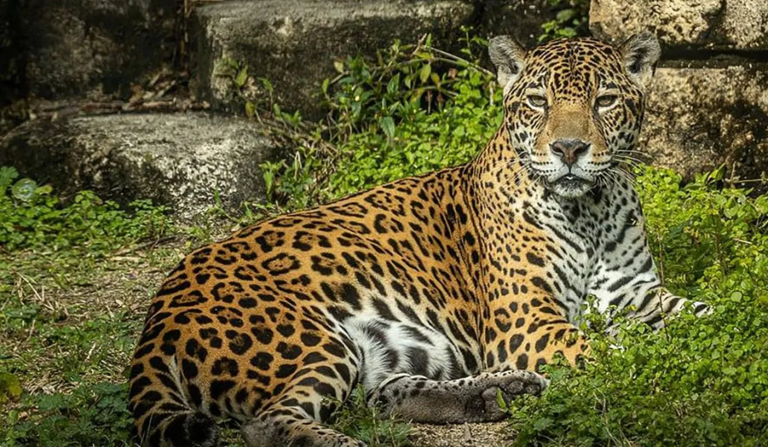 Zenta 2006'da Jacksonville Hayvanat Bahçesi'ne gelirken Harry'nin 2009'da aynı hayvanat bahçesinde doğduğu açıklandı (Jacksonville Hayvanat Bahçesi)