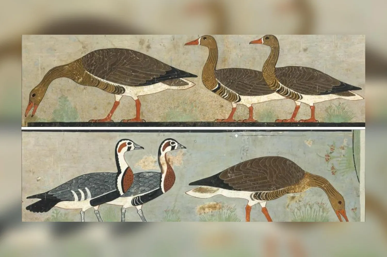Mısırlı prens Nefermaat ve eşi Atet'in mezarını süsleyen tabloda üç farklı türden 6 kaz yer alıyor (C.K. Wilkinson)