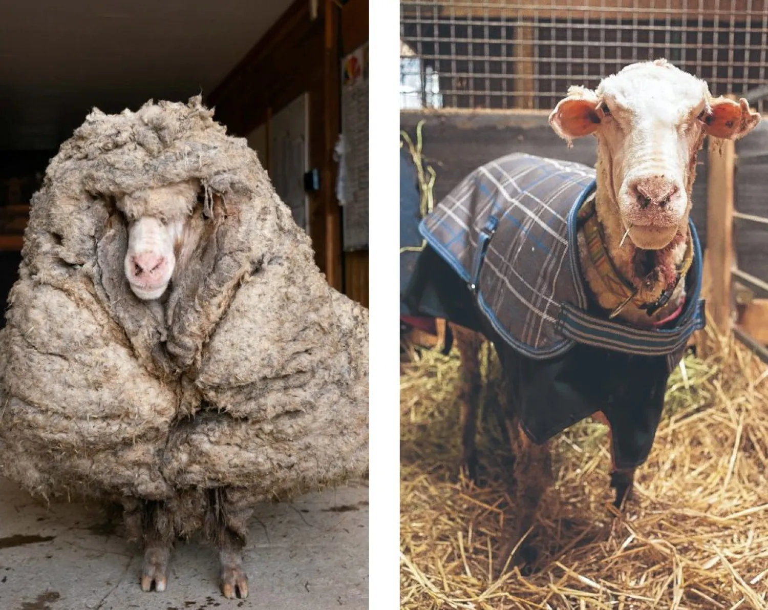Baarack before and after: The long-lost sheep sheds a big load but gets a lot of love. —EDGAR’S MISSION INC./HANDOUT VIA REUTERS