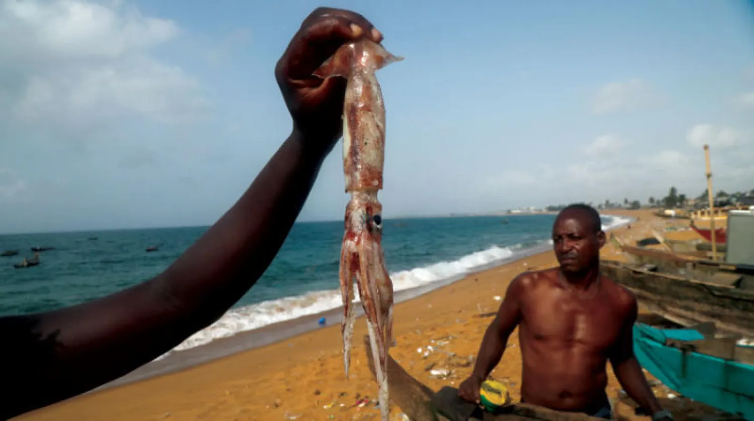 الحبار يملك قدرة على التريث للحصول على طعامه (رويترز)