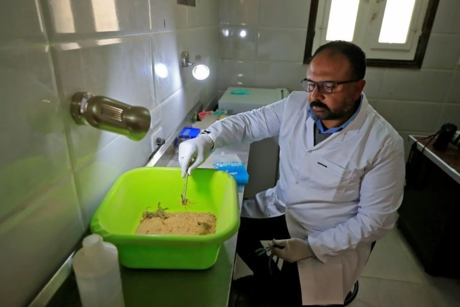 Abu al-Seoud, who used to work in the oil sector, made his unusual career move after surfing the internet and discovering how expensive scorpion venom was - AFP