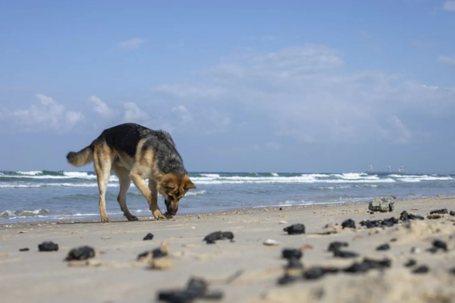 A dog smells pieces of tar from an oil spill in the Mediterranean Sea, on a beach in the Gdor Nature Reserve near Michmoret, Monday, March 1, 2021. (AP Photo/Ariel Schalit)