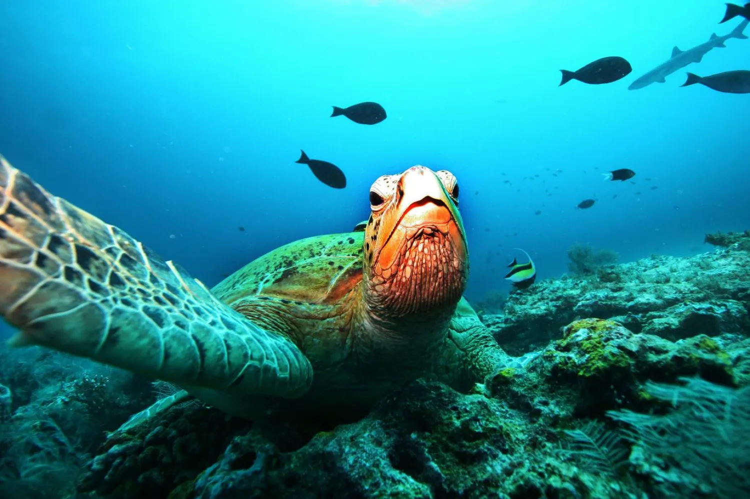 Yeşil deniz kaplumbağası koruma altında olduğu için, deneyde Çin çizgili kaplumbağası yumurtası kullanıldı (Reuters)