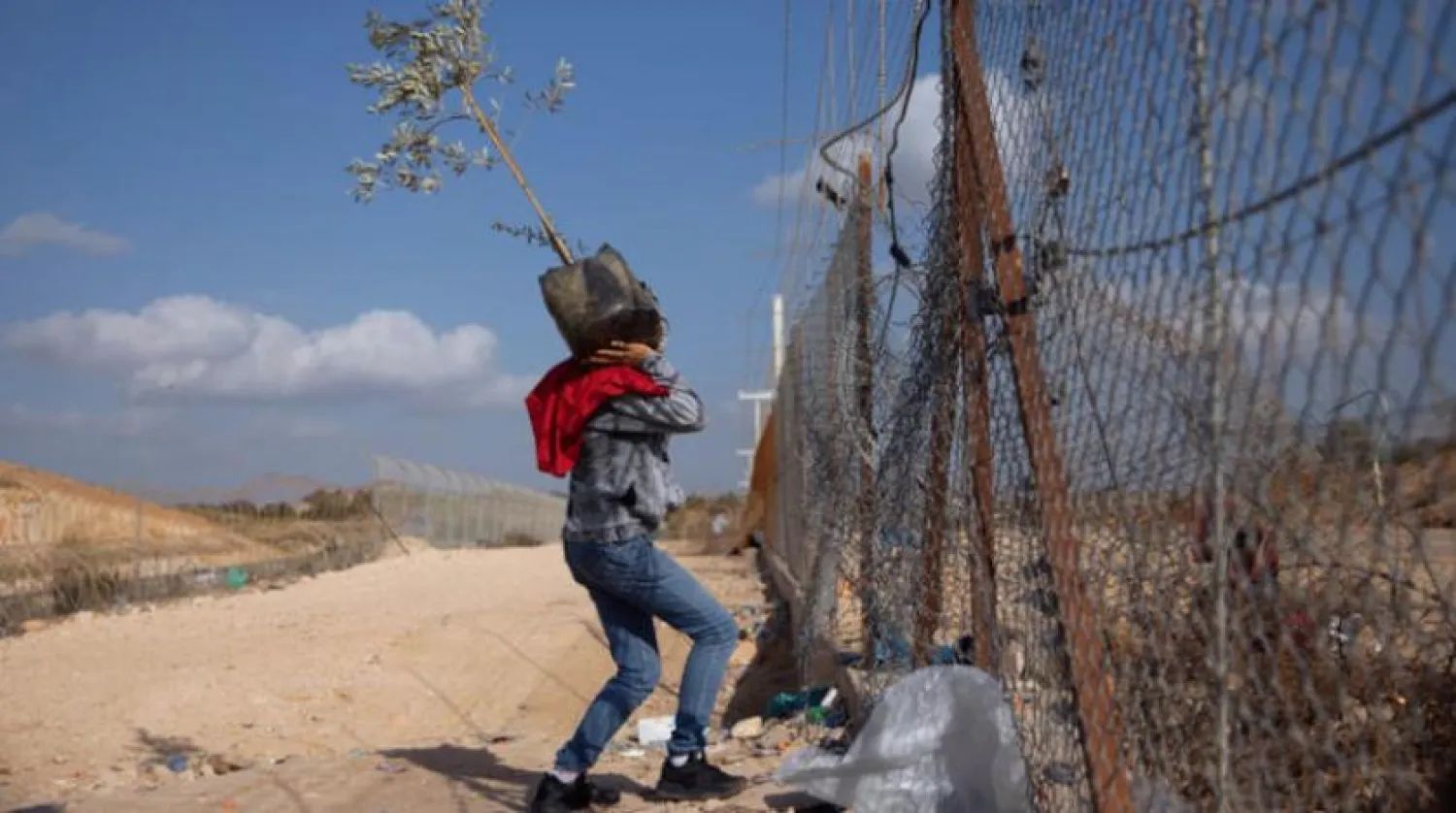 Kaçak bir yolu kullanarak Batı Şeria’dan İsrail'e geçerken zeytin ağacı taşıyan bir Filistinli (AP)