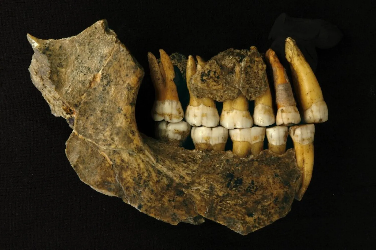 The remains of the upper and lower jaw of a Neanderthal from the Spy Cave in Belgium. (AFP)