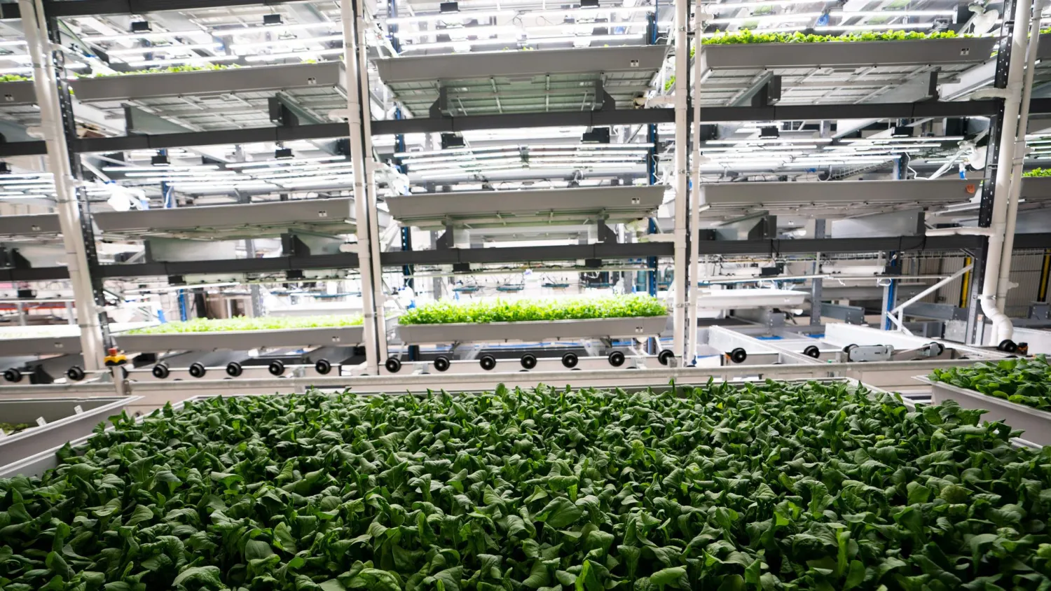 Greens are grown at Bowery Farming, a vertical farm in Kearny, New Jersey. Photo: Don Emmert/AFP via Getty Images
