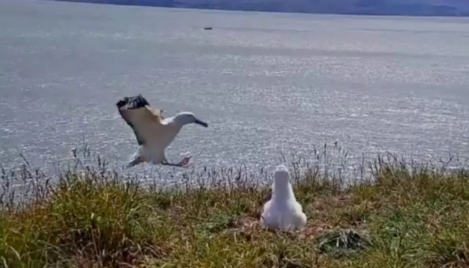 An albatross falls over while attempting to land at Taiaroa Head nature reserve, as a chick looks on, in South Island, New Zealand March 6, 2021, in this still image obtained from a video. Courtesy of The New Zealand Department Of Conservation & The Cornell Lab Of Ornithology/Handout via Reuters