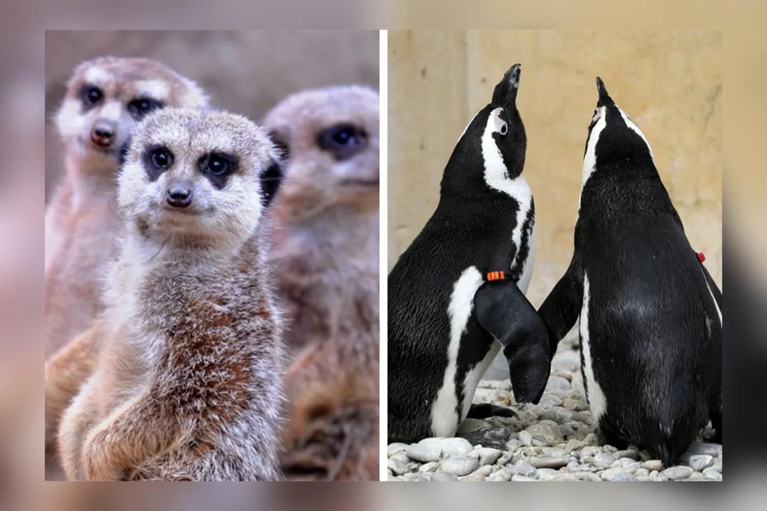 Mirketler asgari endişe altındaki türler arasında yer alırken Afrika penguenlerinin nesli tükenme tehlikesi altında (AFP / Reuters)