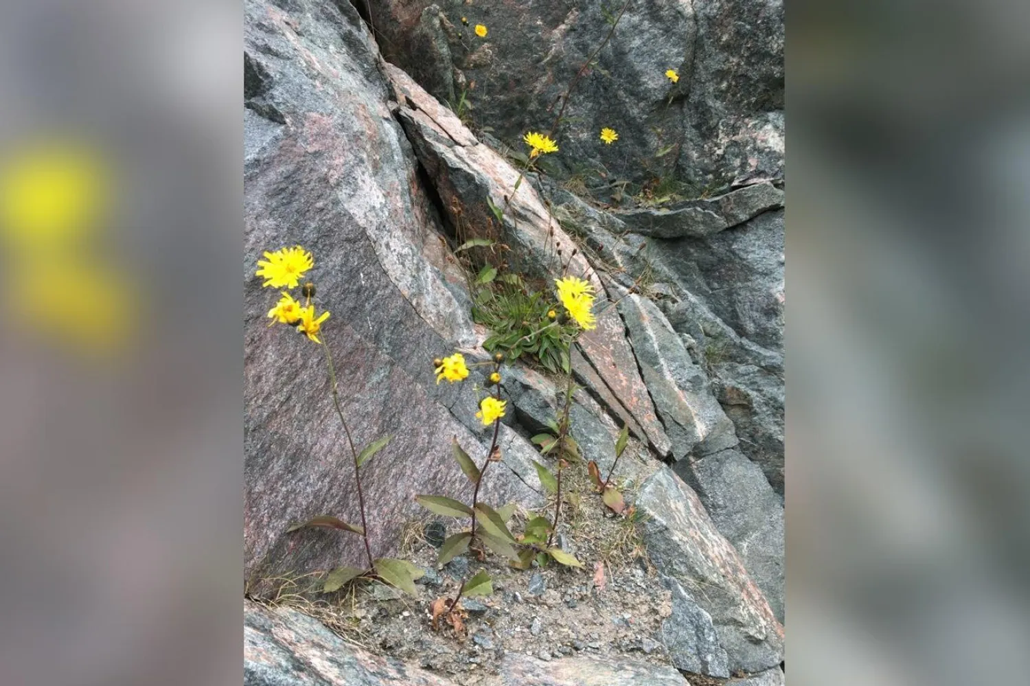 Yeni araştırmada yok olmadığı keşfedilen, Hieracium hethlandiae isimli bitki türünün doğal ortamı 40 yıl önce tahrip olmuştu (Paul Harvey / The Scientist)
