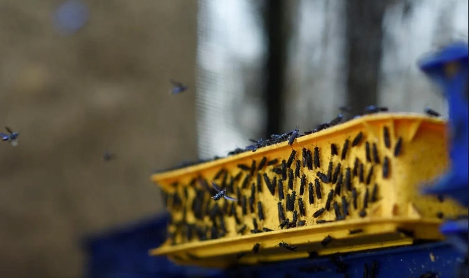 The protein-rich maggots are being bred to extract biomaterials that can be used in pharmaceuticals and electronics. (Reuters)