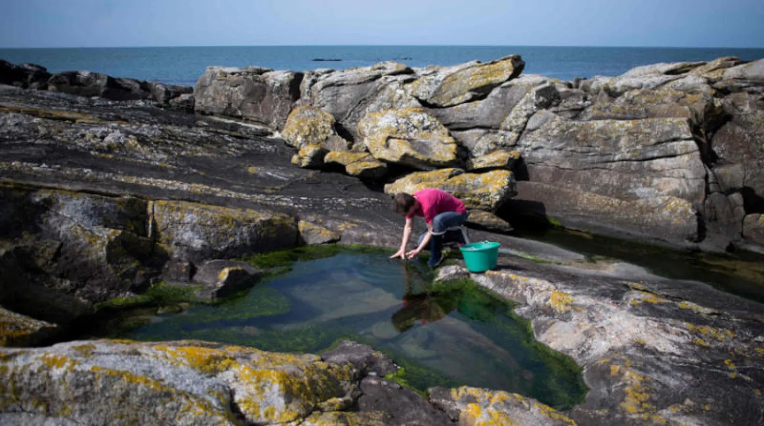 مزارع الأعشاب البحرية الصالحة للأكل