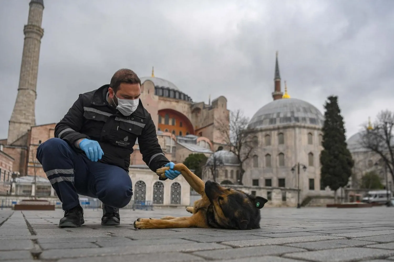 A member of Istanbul Metropolitan municipality plays with a stray dog near empty Hagia Sophia Square in Istanbul. (AFP)