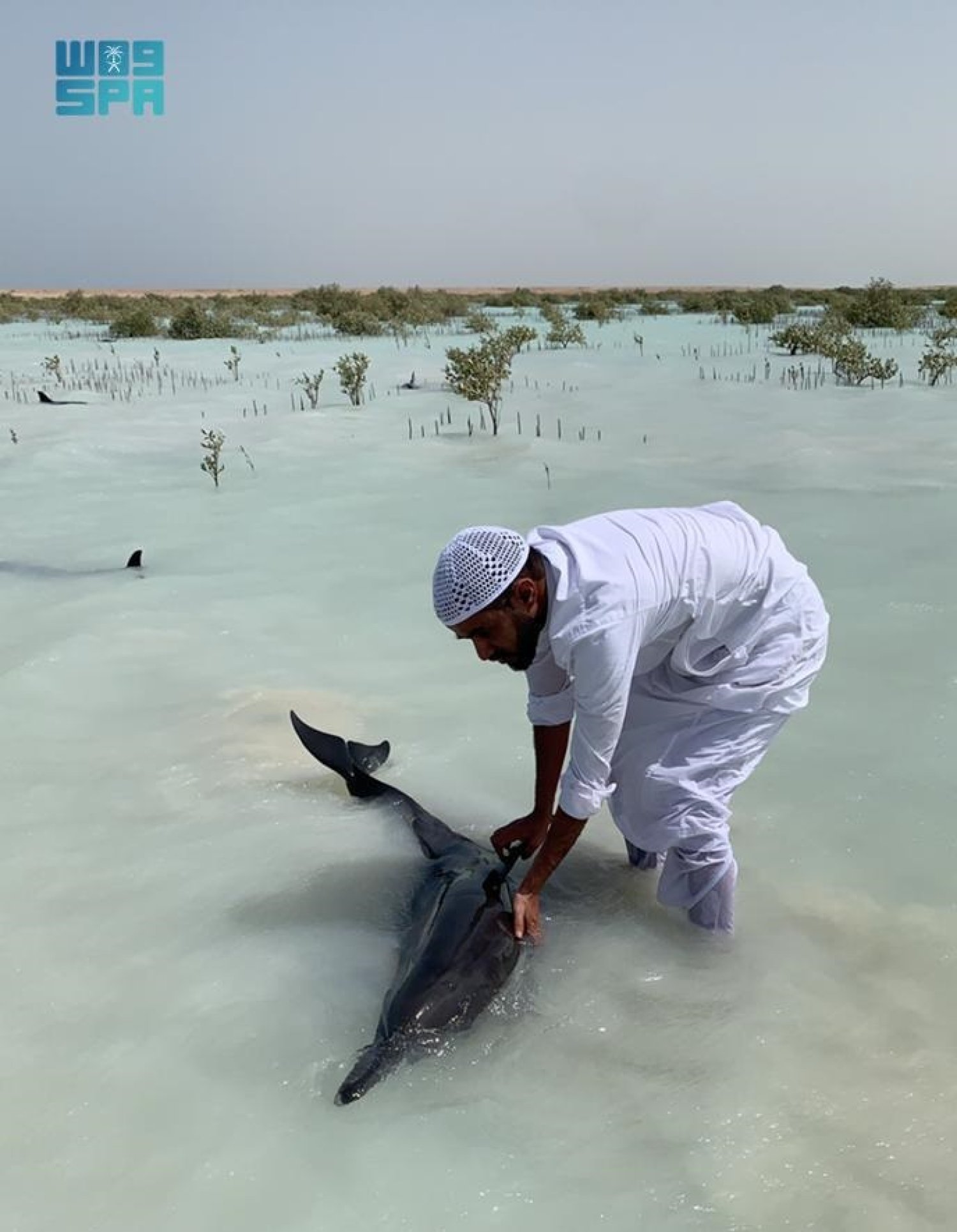 Dozens Of Dolphins Rescued In Saudi Arabia s Ras Al Shabaan Region dozens-of-dolphins-rescued-in-saudi-arabia-s-ras-al-shabaan-region