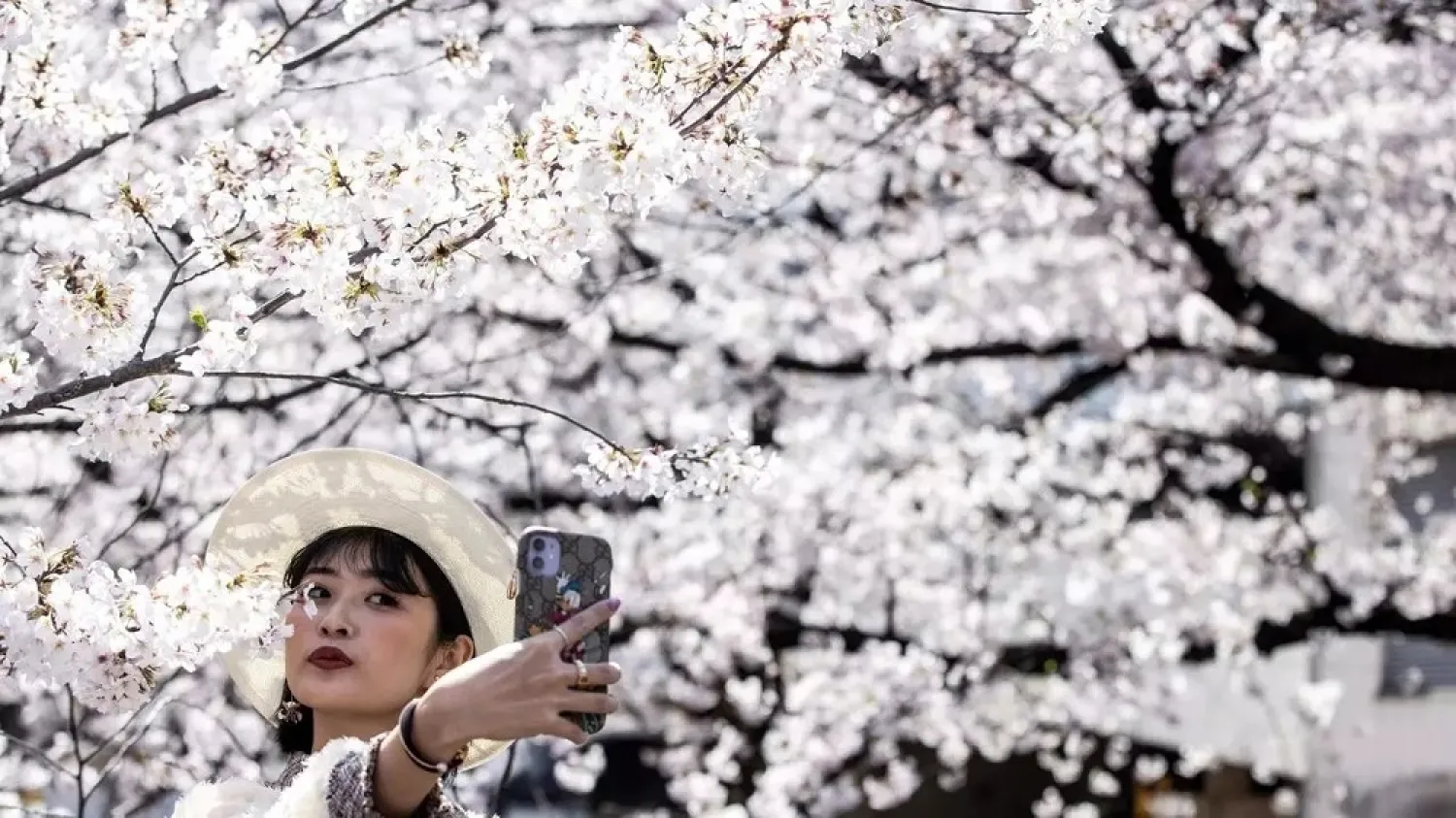 Many people decided to make the most of Friday's sunny weather and clear blue skies to snap "sakura" selfies. (AFP)