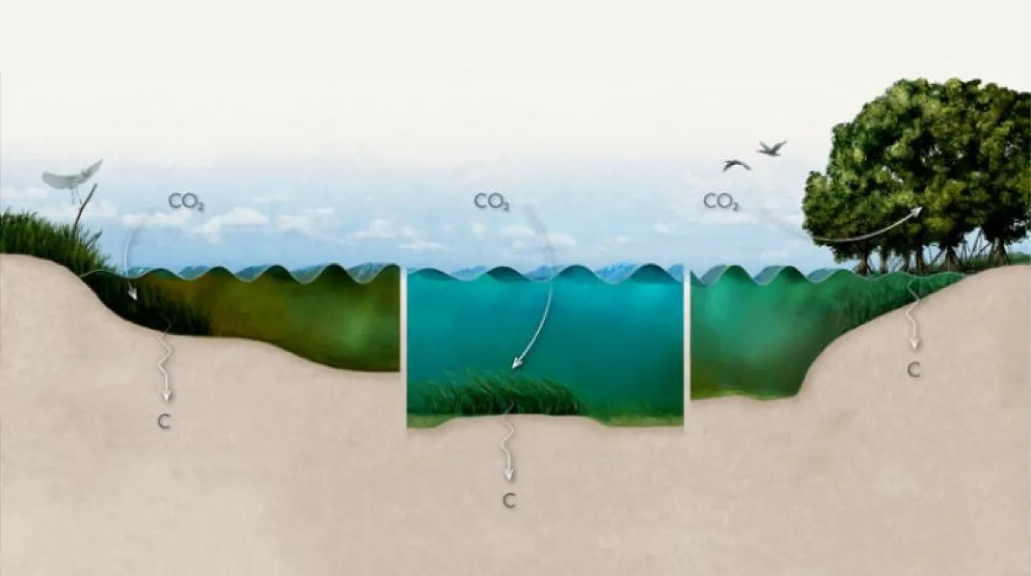 Saudi Arabia Sets Stage for New Way for Tackling Carbon Emissions 
