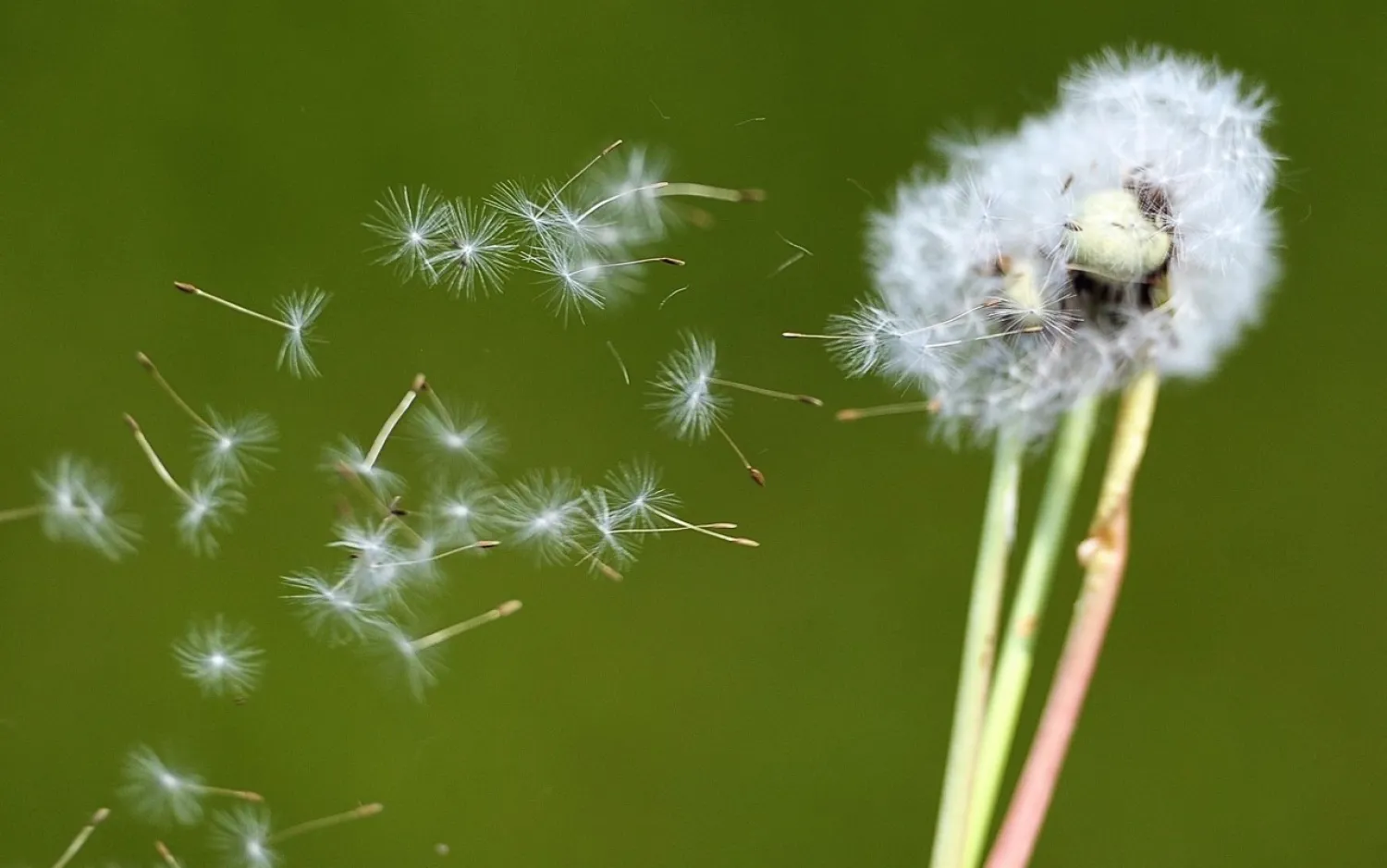 Dandelion seeds blow in the wind in Godewaersvelde, northern France as the return of pleasant weather marks the arrival of allergenic pollen. AFP